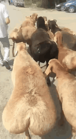 gifdump_5108_23.gif