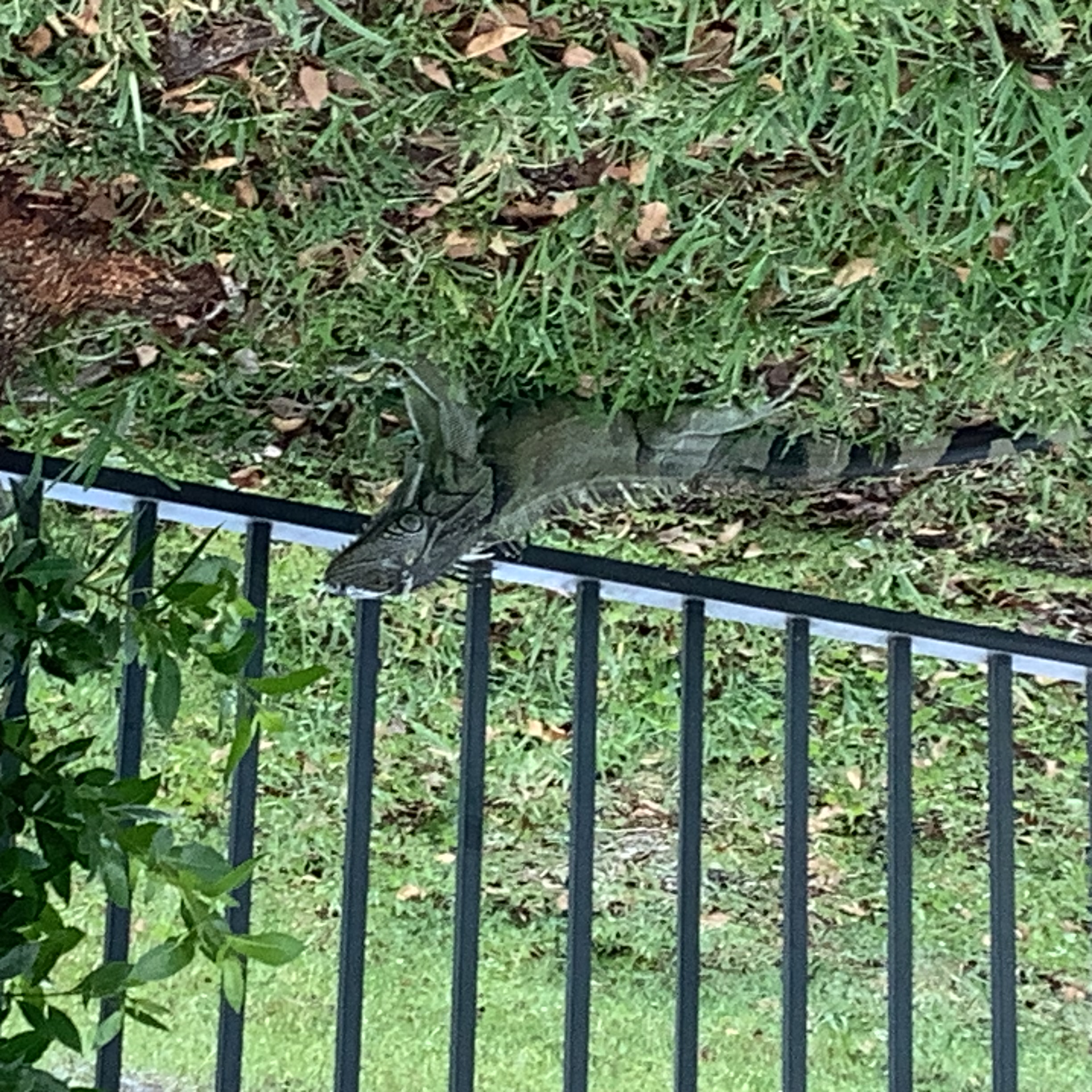 IMG_3834.jpeg
