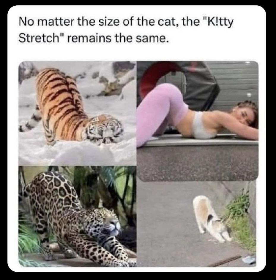 Kitty-stretch.jpeg