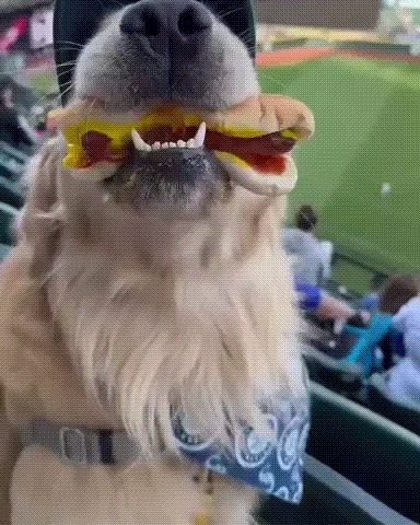 dogdog.gif