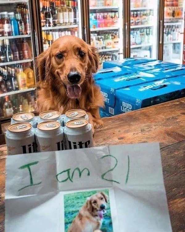Beer-Dog.jpg