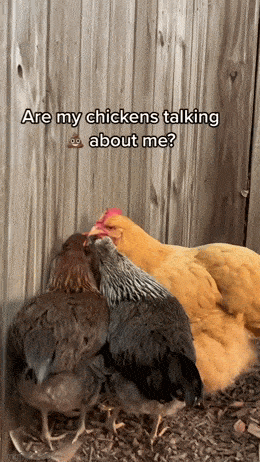 gifdump_625_24.gif