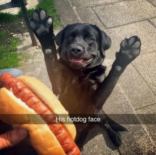 hotdog face.jpg