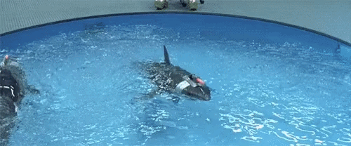 shark laser.gif