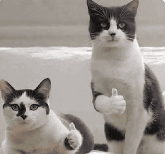 cat thumbs.png