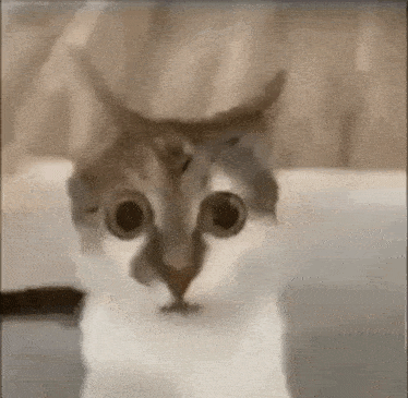 low-quality-scared.gif