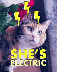 image.gif
