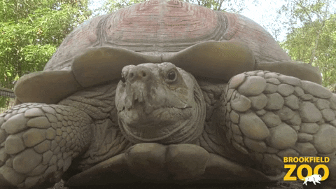 1000051132.gif