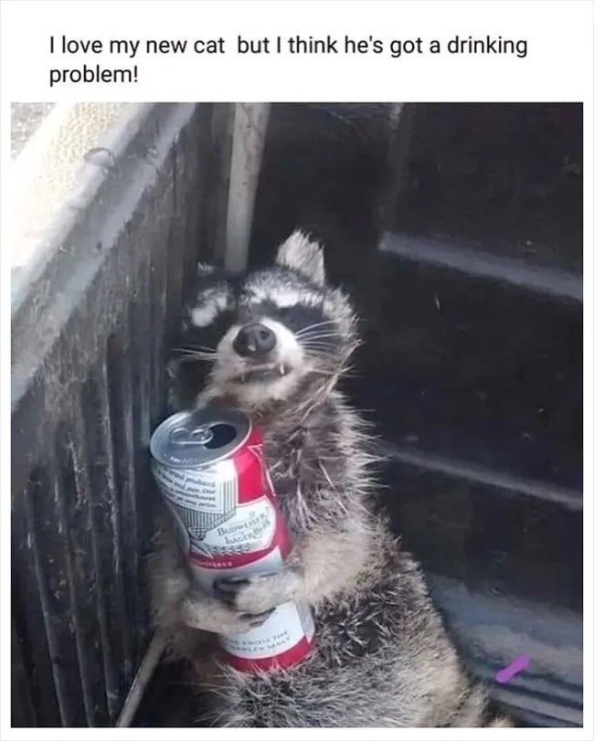 new cat.jpg