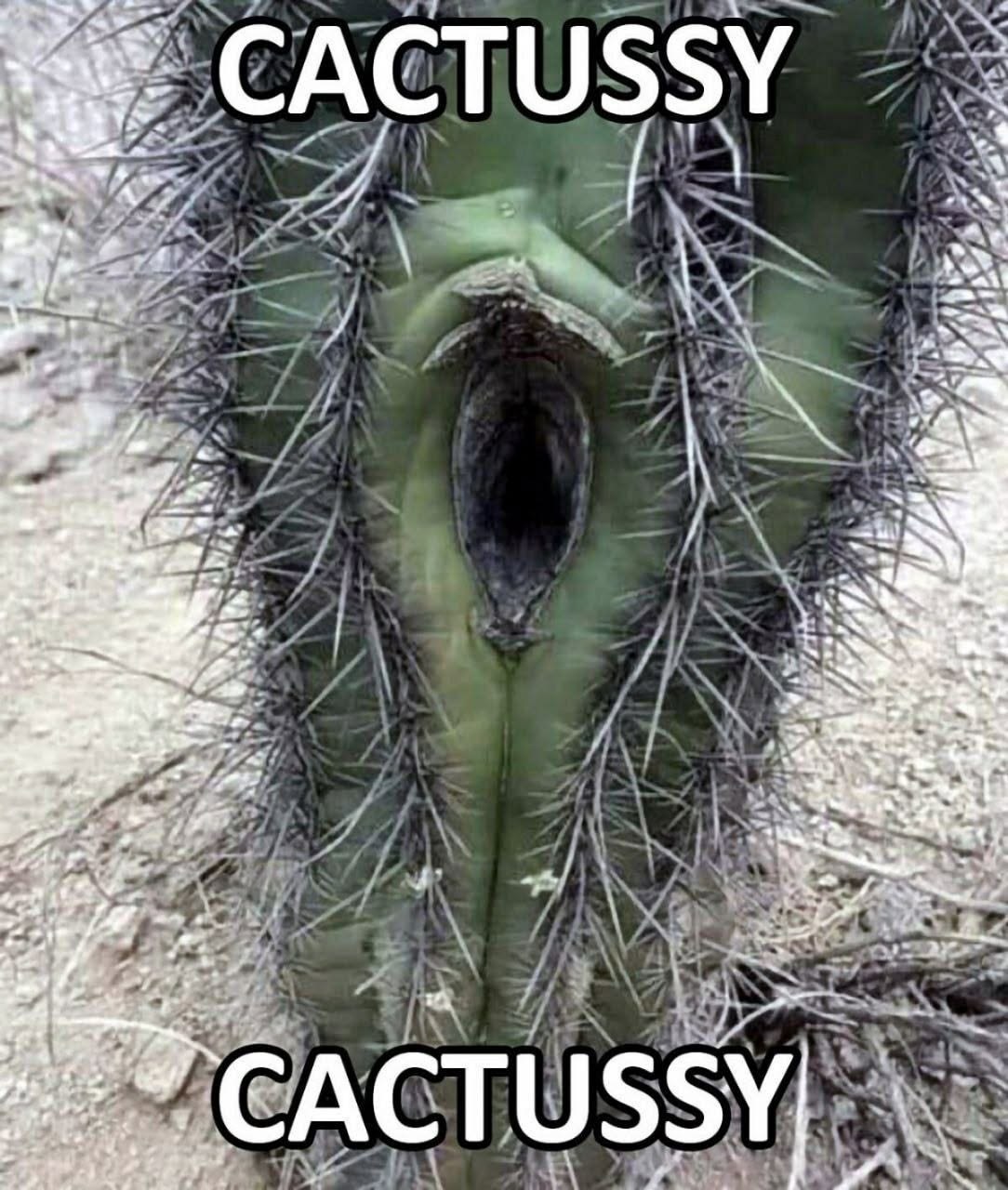 catussy.jpeg
