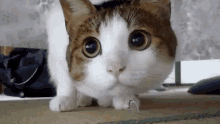 image.gif