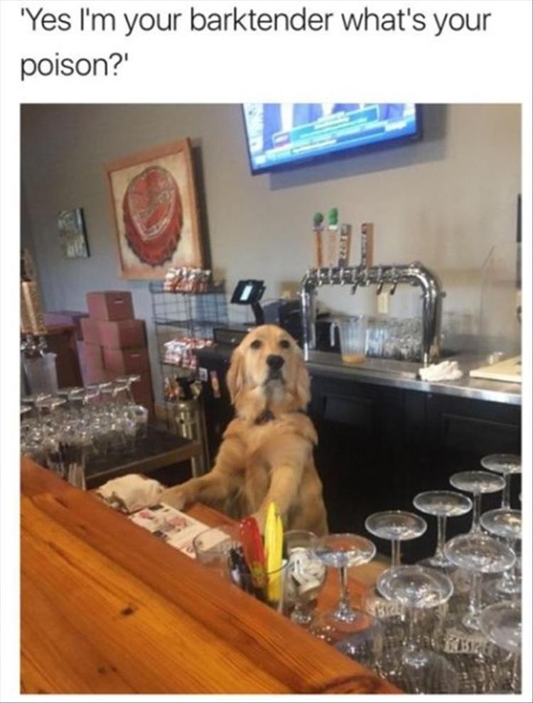 Barktender.jpg