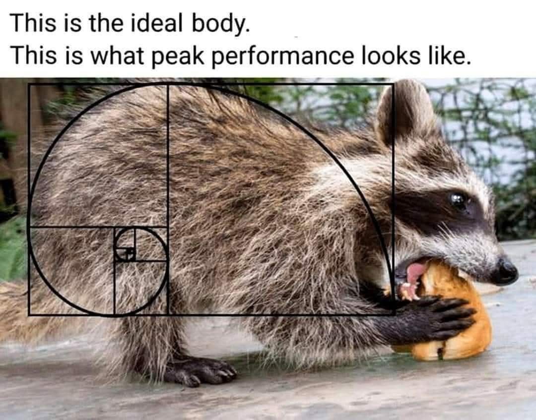 ideal-bidy.jpeg
