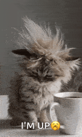 image.gif
