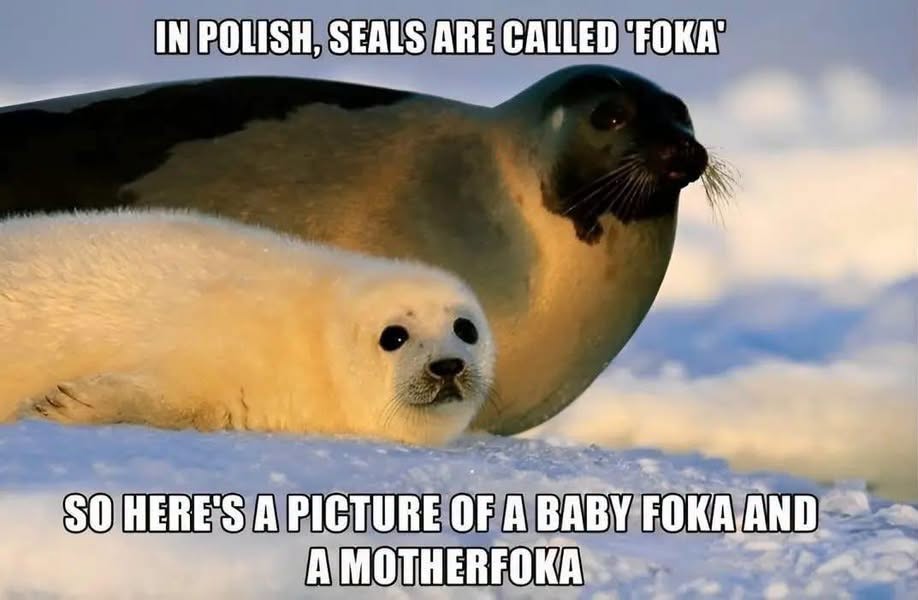 Seals-are-called.jpeg