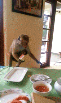 IMG_1969.gif