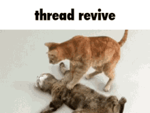 IMG_7526.gif