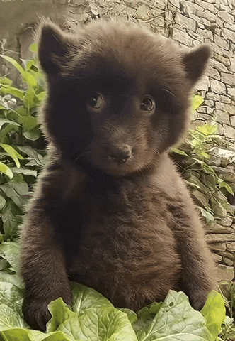 1000052137.gif
