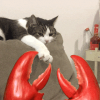 IMG_4956.gif