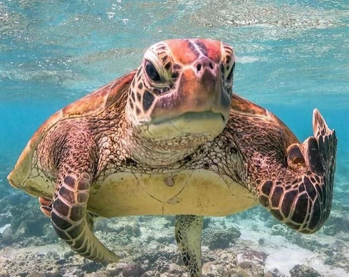 turtle.png