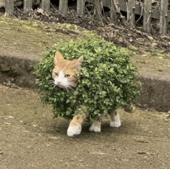 Image.jpeg