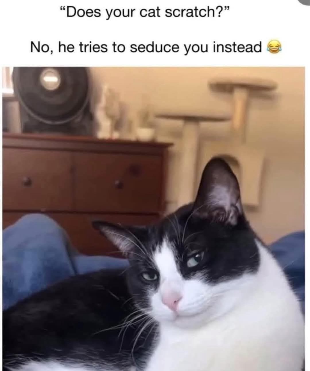 cat-scratch.jpeg