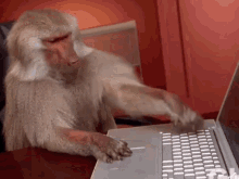 image.gif