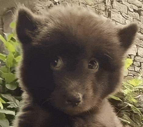 1000014773.gif