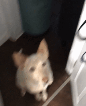 gifdump_5122_10.gif