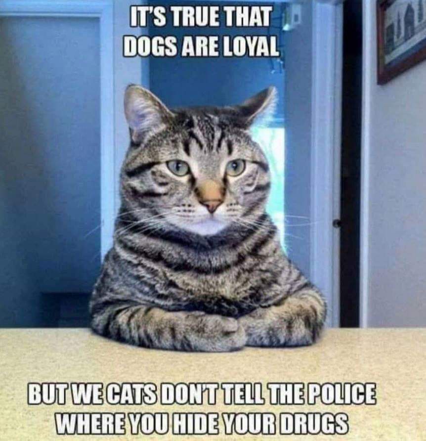 Dogs-are-loyal.jpeg