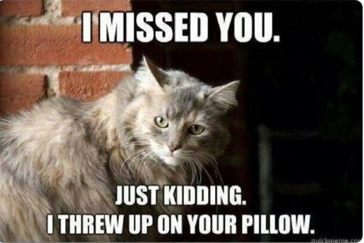 your pillow.png