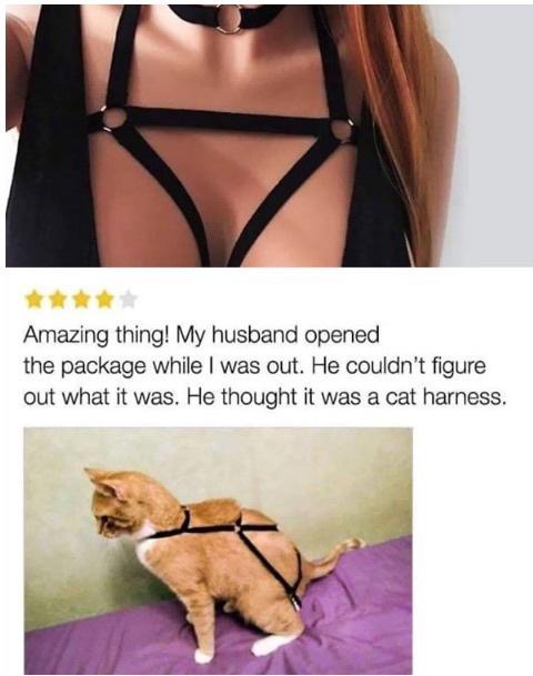 cat-harness.jpeg