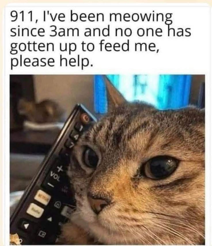meowing.jpeg