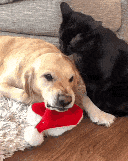 gifdump_4039_20.gif