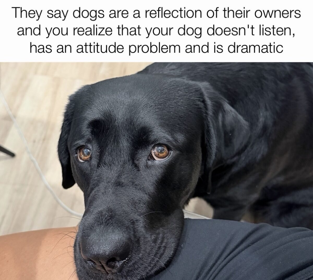 dogs-are.jpeg