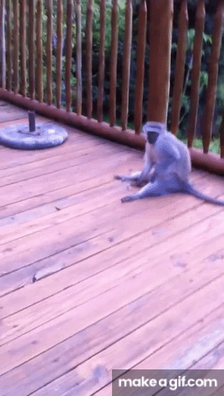 IMG_4105.gif