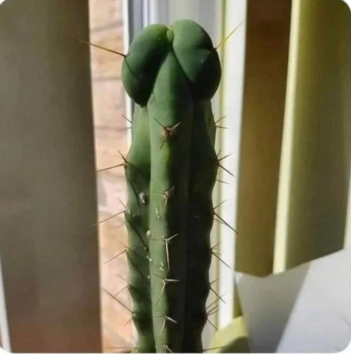 cactus.png