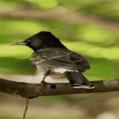 o84tZHqQ6zU3.gif