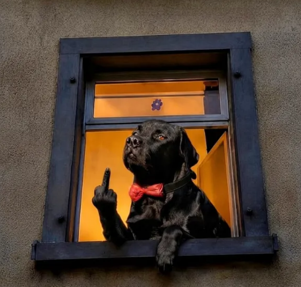 dogfinger.png