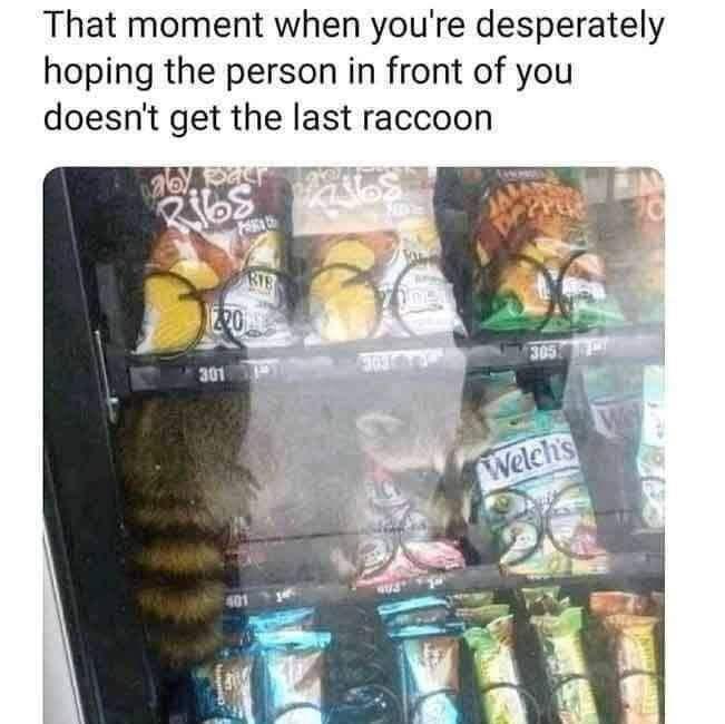 racoon.jpeg