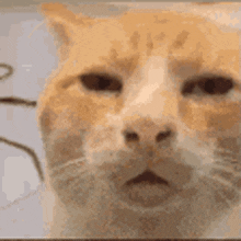 image.gif