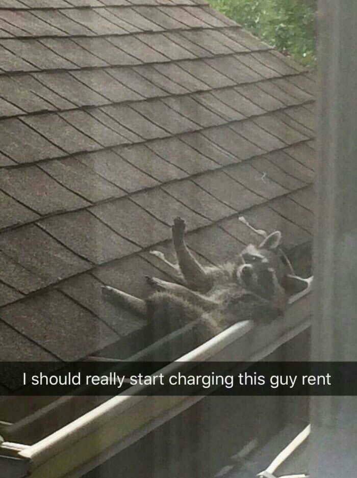 animals_22.jpg