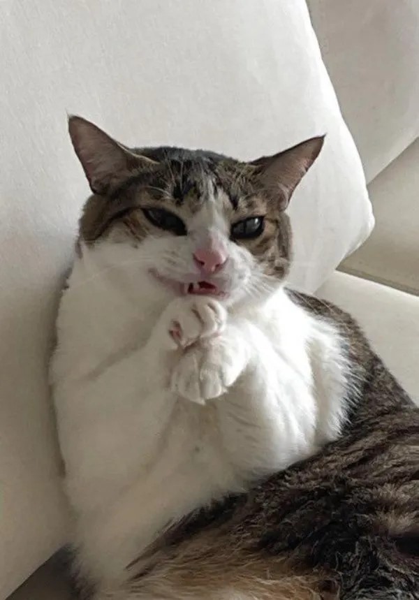 pets-16.jpg