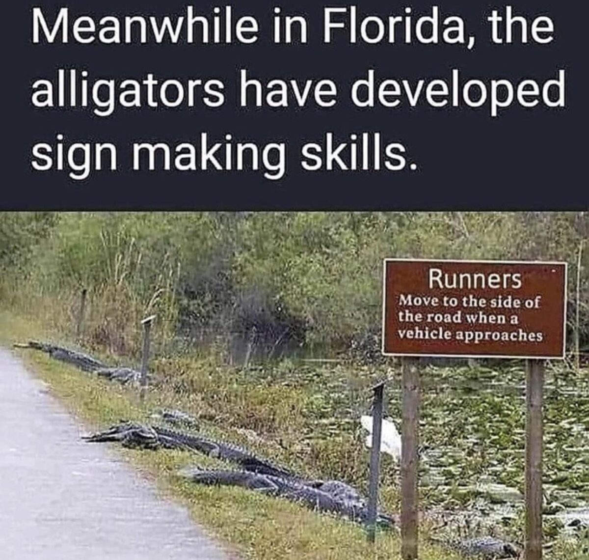Alligators.jpeg