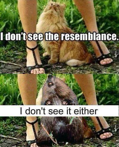 resemblance.jpeg