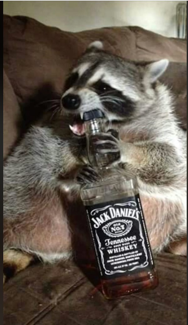 Jack.jpg