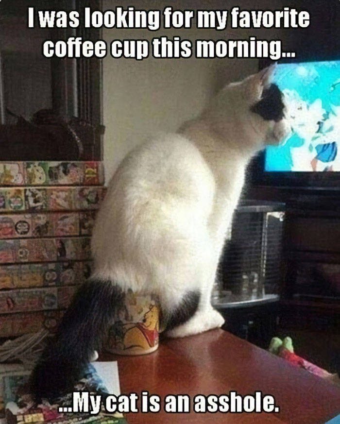 cats_02.jpg