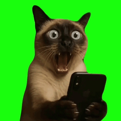 shocked-cat-shocked-meme.gif