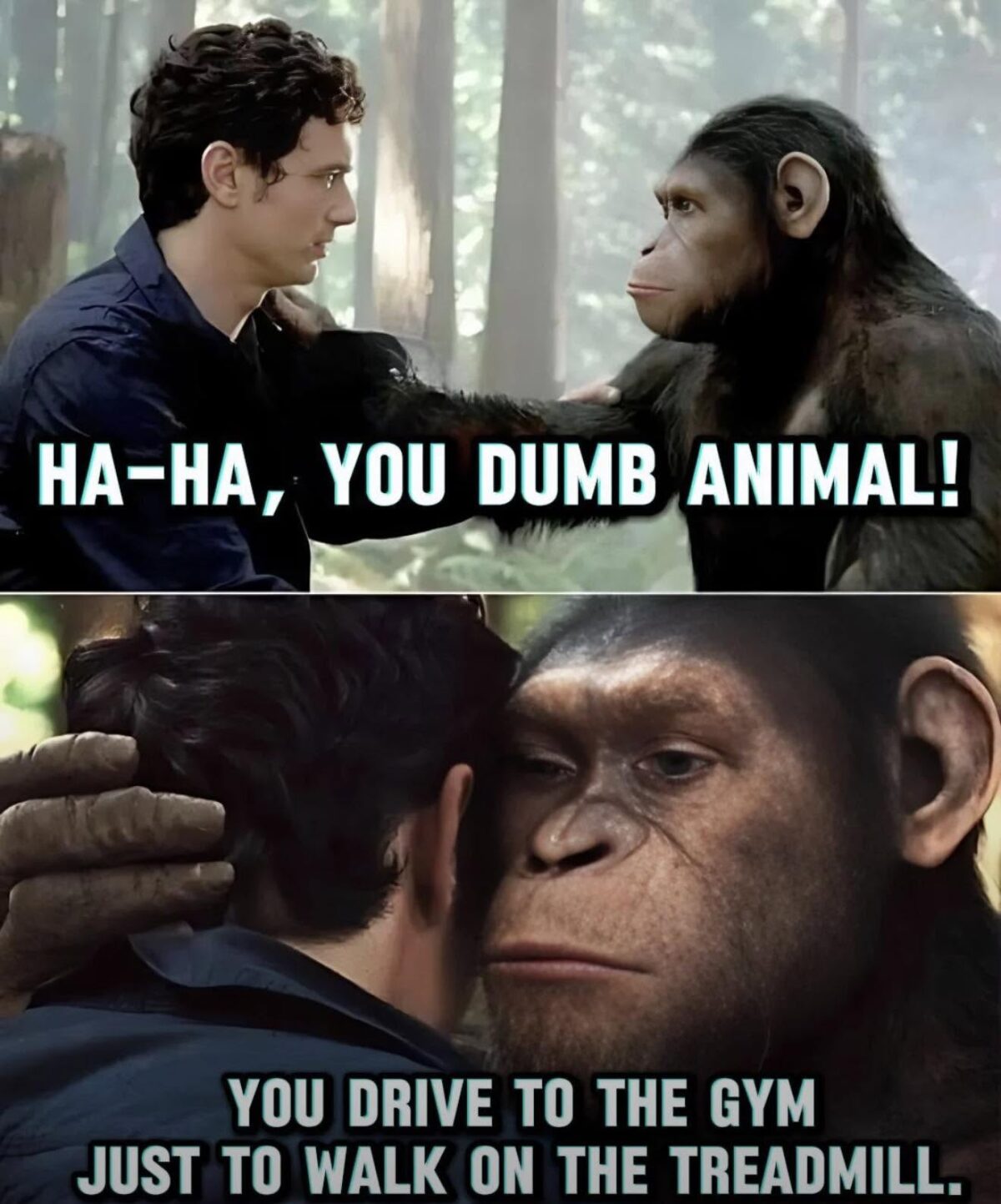 animal.jpeg