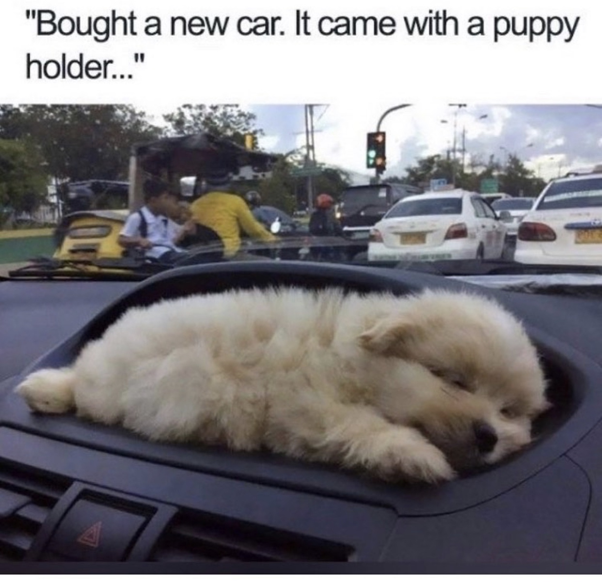 puppy-holder.jpeg